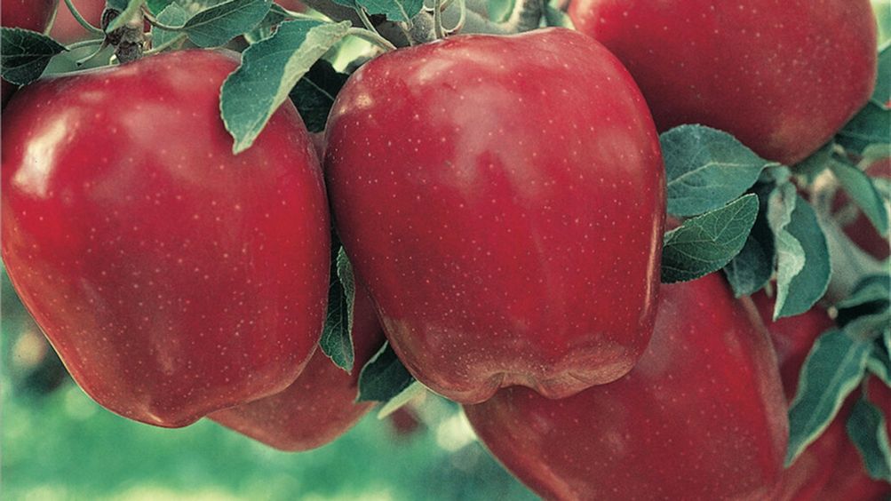 A Delicious Discovery: Red Delicious Apple - Stark Bro's