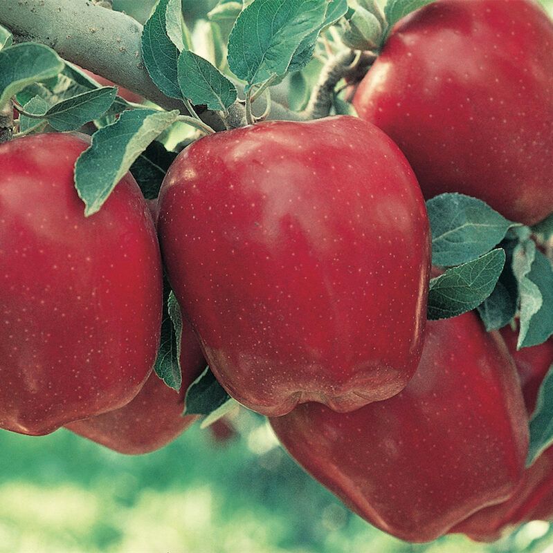 Red Delicious Apple: The Fruit of Knowledge - Arbor Day Blog