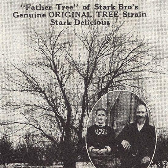 Vintage Image of the Red Delicious Tree