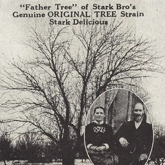 Vintage Image of the Red Delicious Tree