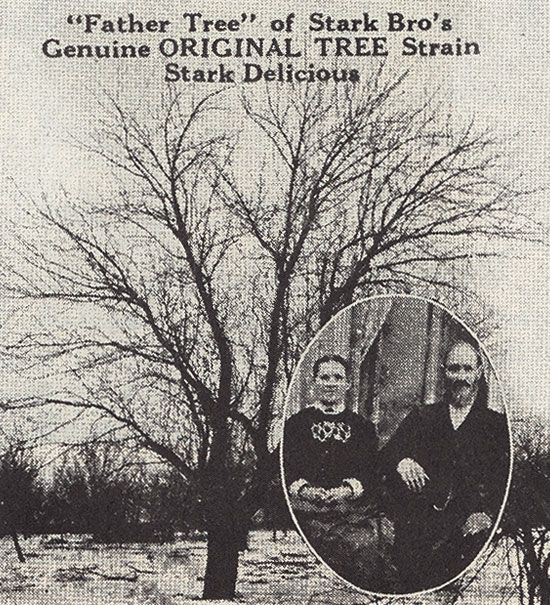 Original Red Delicious Apple Tree