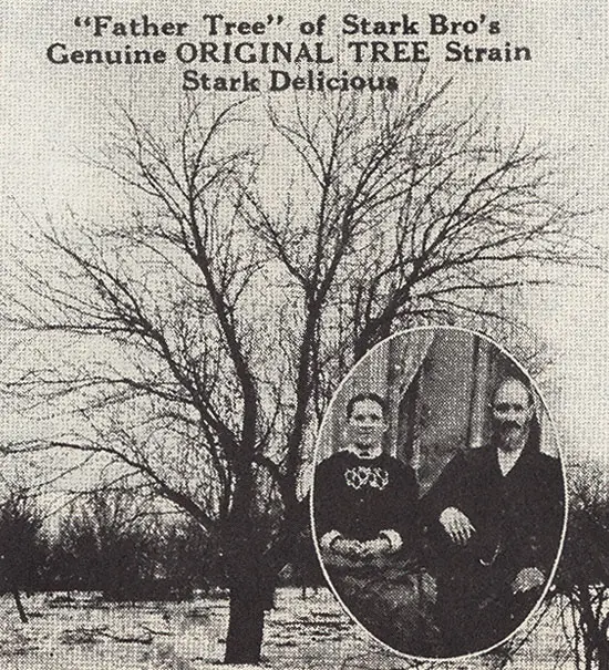 Original Red Delicious Apple Tree