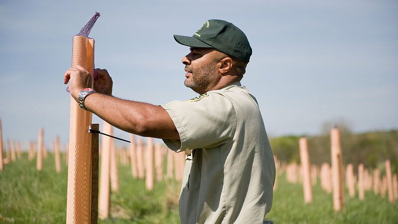 Replanting American Chestnut Trees