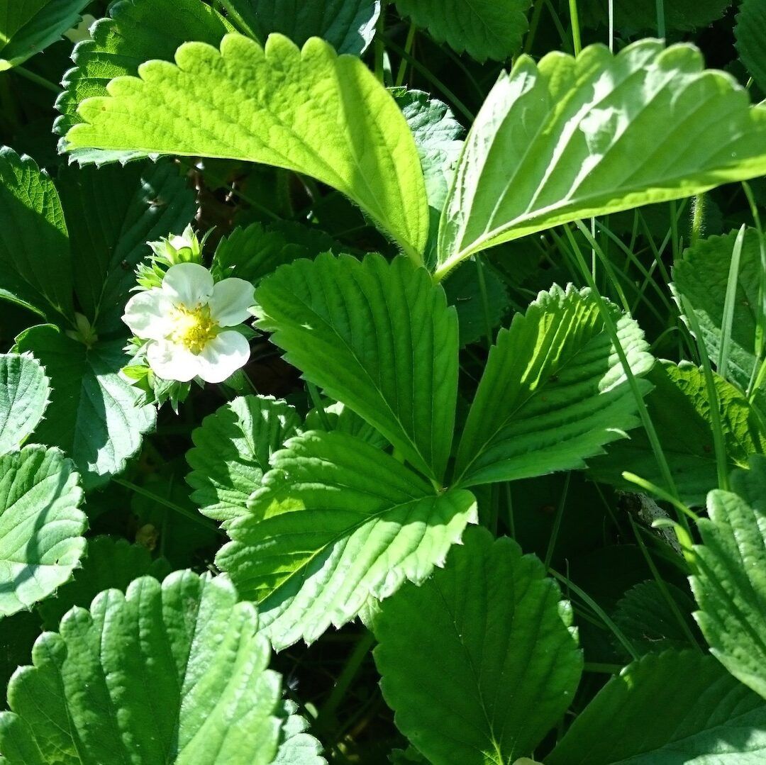 blooming strawberry plants