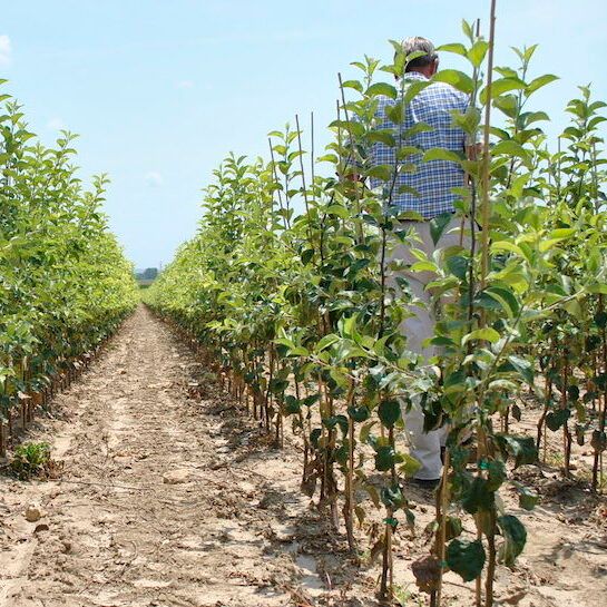 Trees in Field