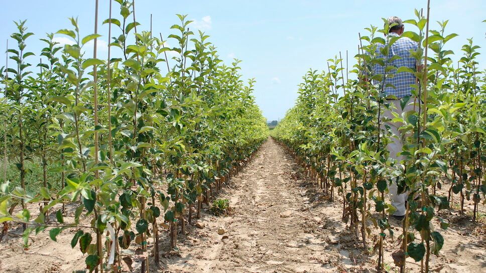 Trees in Field