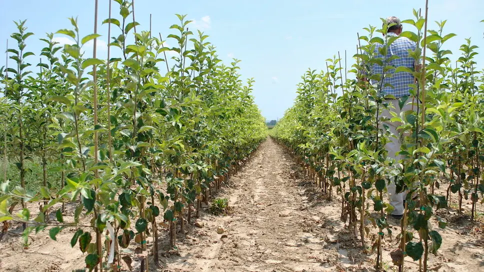 Trees in Field