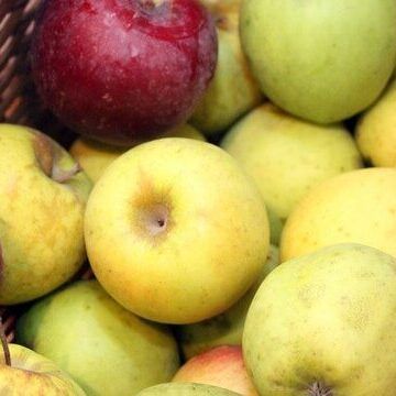 Apple harvest of a few varieties 