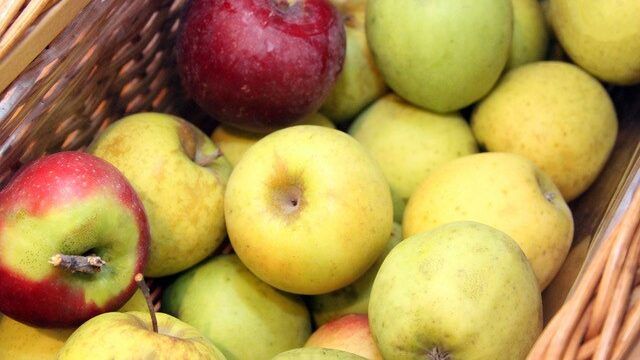 Apple harvest of a few varieties 