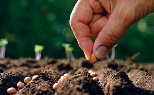 Raising Healthy Seedlings]Sowing operation -Manual sowing machine 