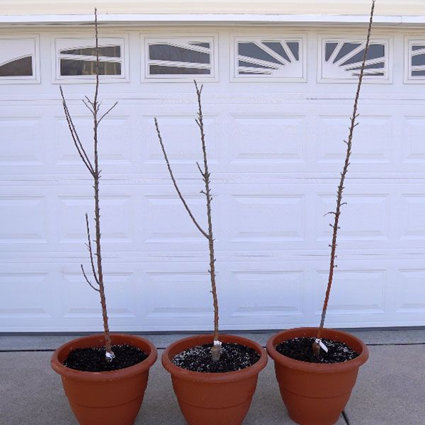 Before Pruning