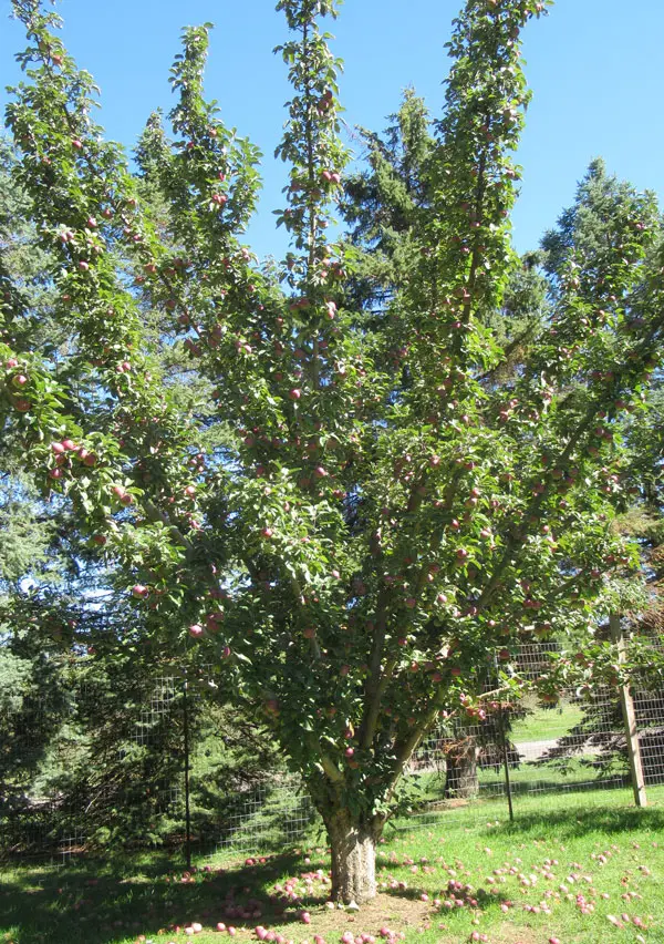 A picture containing plant, outdoor, tree, sky