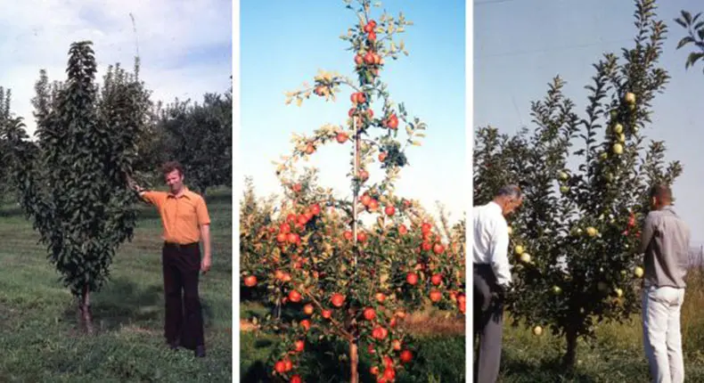 A collage of a person standing in front of a tree