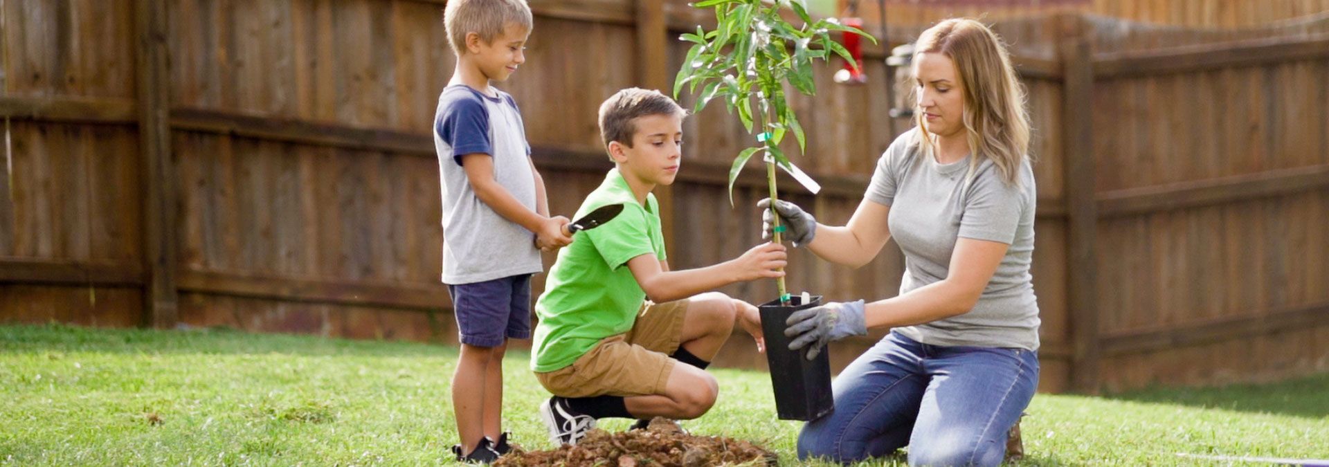 Planting in a suburban backyard
