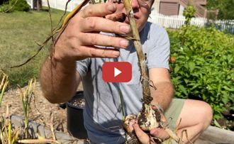 Harvested garlic bulb.