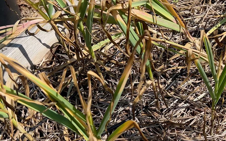 Garlic ready to harvest.