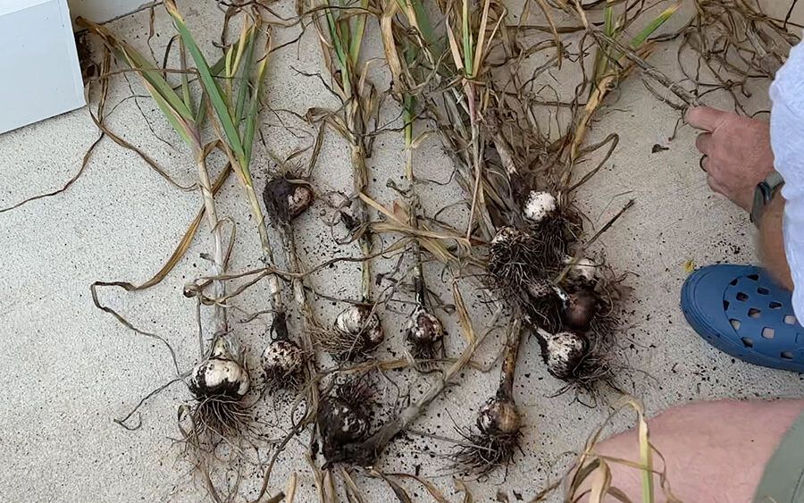 Harvested garlic bulbs.