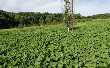 Read the full article Clover planted in an orchard.