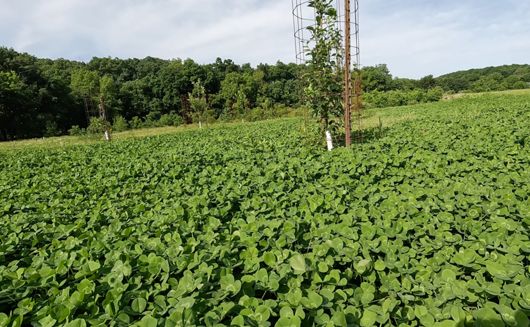 Clover planted in an orchard.