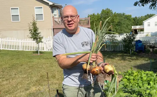 Harvesting onions.
