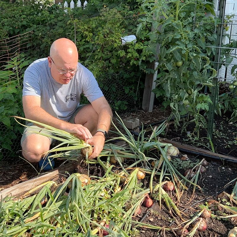 Pulling onions from the soil.