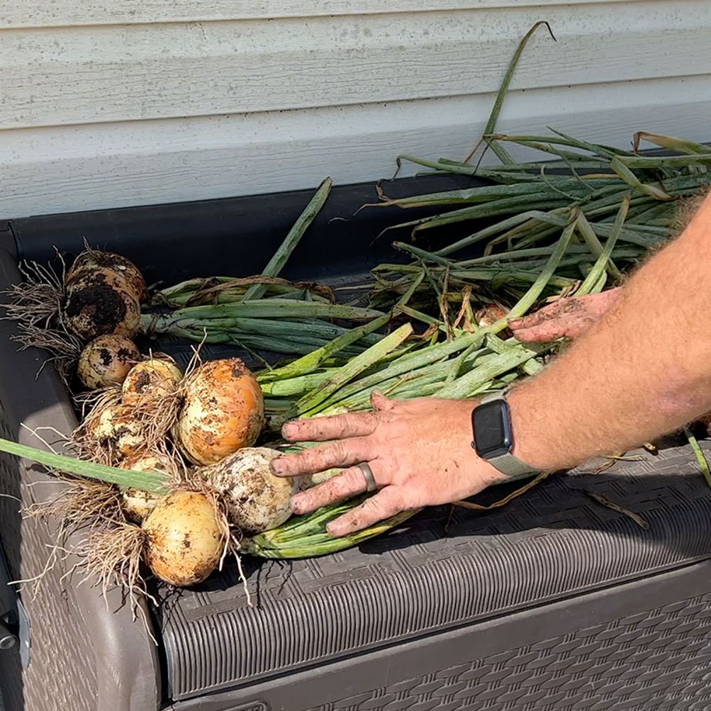 How Do You Store Onions from the Garden: Ultimate Freshness Tips