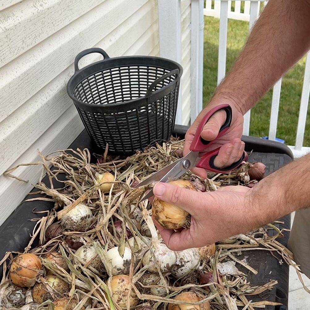 How Do You Store Onions from the Garden: Ultimate Freshness Tips