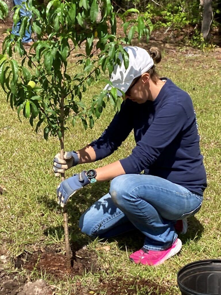 Planting a fruit tree