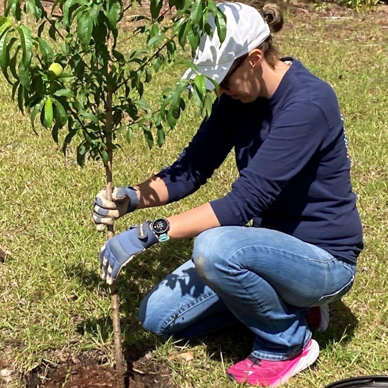 Planting a fruit tree