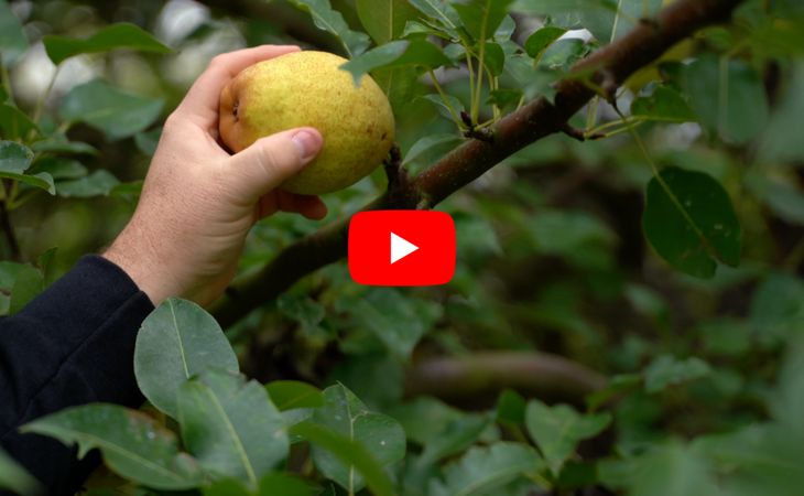 When to pick pears