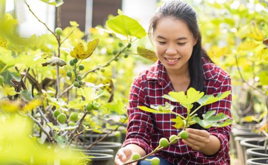 Pruning and Maintenance Tips for Lingonberry Plants