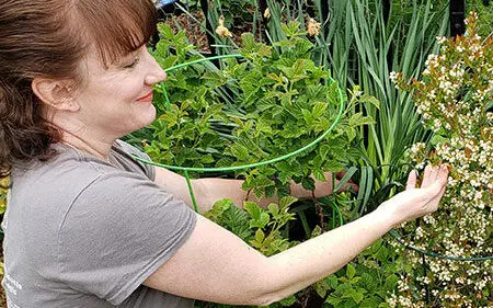 Choosing the right plants for Nevada