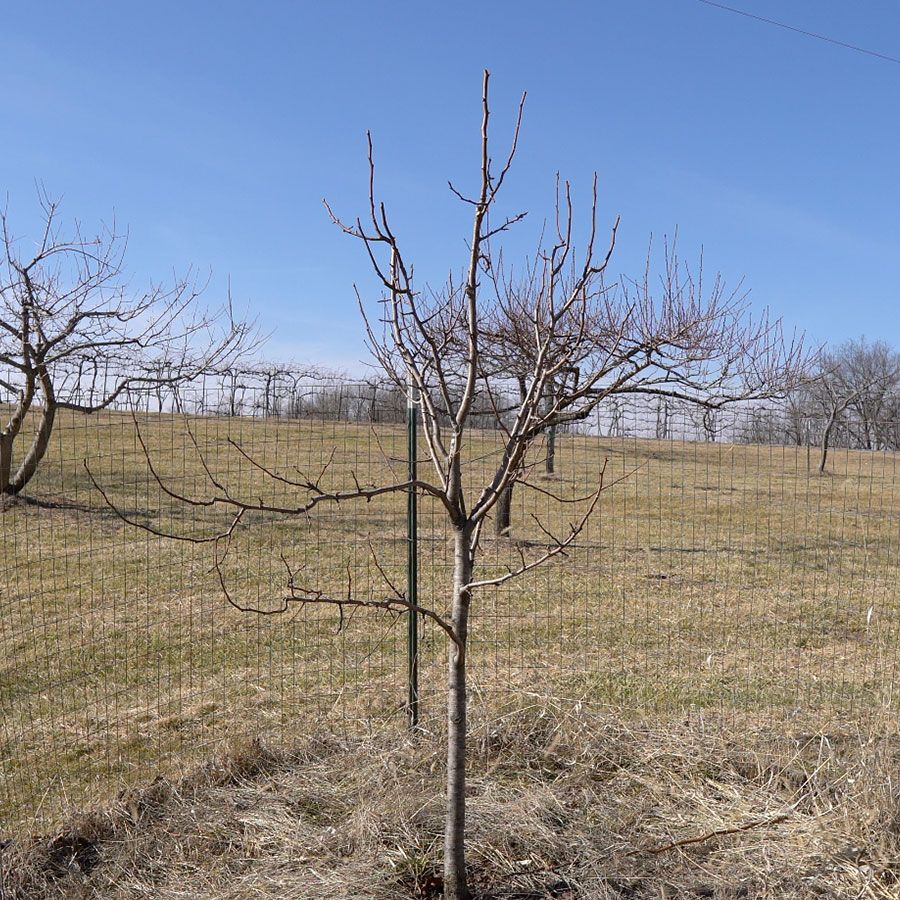 Pear tree after pruning