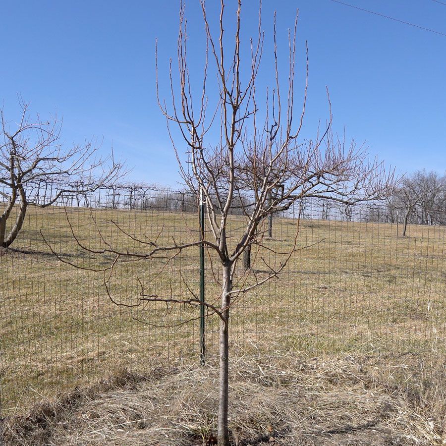 Pear tree before pruning