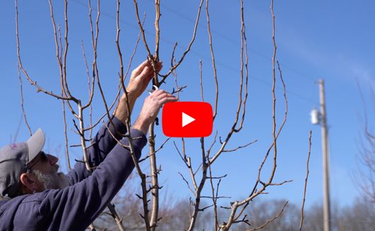 Pruning a pear tree