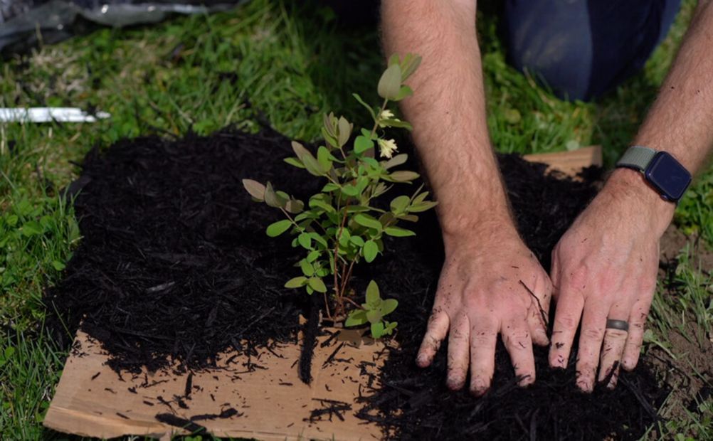 Eco-Friendly Garden: Cardboard Box Weed Control - Stark Bro's