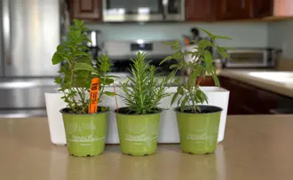 Making a kitchen herb garden