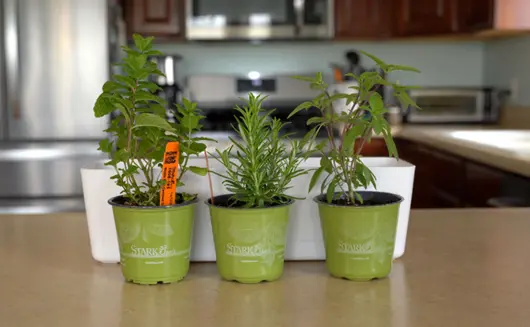 Making a kitchen herb garden