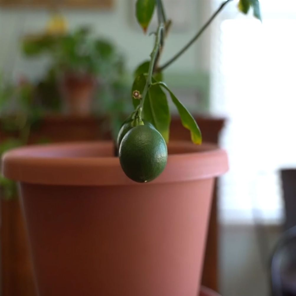 jade plant a succulent Jade Plant | Easy Care Succulent main image 0