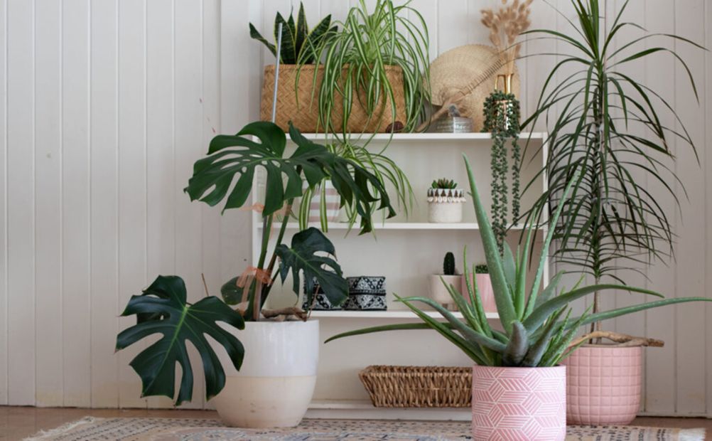 House Plants: Benefits, Top Picks, and Care Tips - Stark Bro's