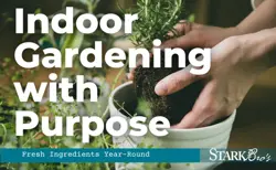 Planting in pots indoors