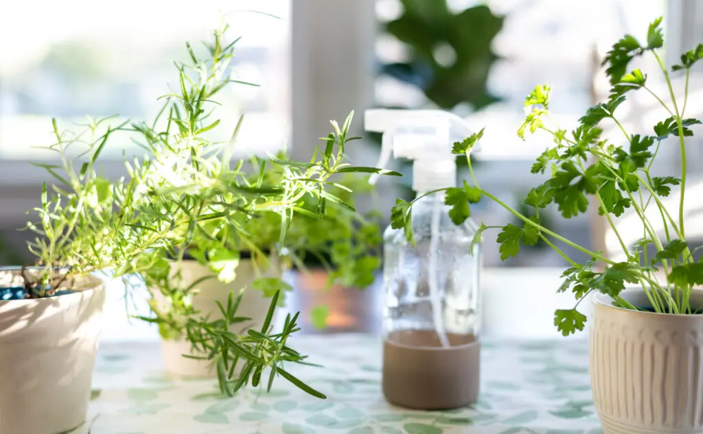 Potted herbs indoors