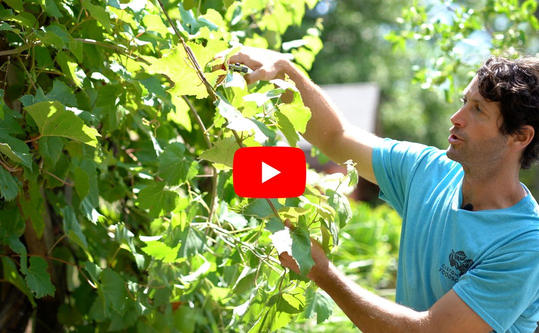Tips for Pruning Grapevines: Essential Techniques for Healthy Growth