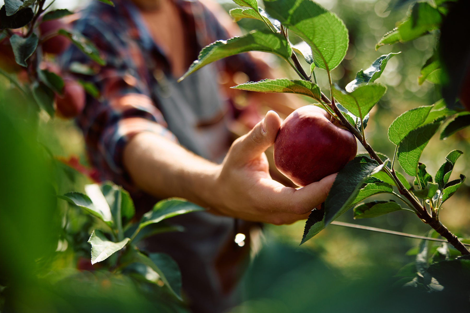 Hand picking a ripe red apple from a tree branch