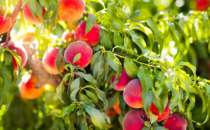 Photo of a hand picking peaches from a tree in an orchard