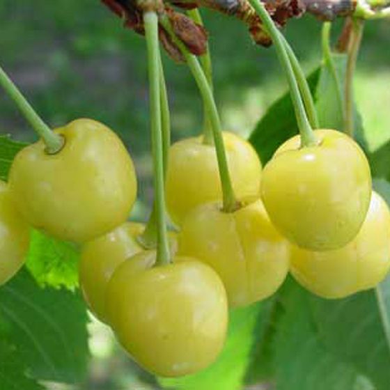 Photo of Stark® Gold™ Sweet Cherry Tree