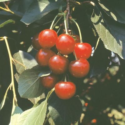 View full size image Photo of Stark® Montmorency Sour Cherry Tree
