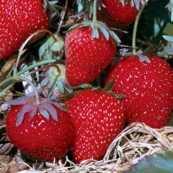 Photo of Allstar Strawberry Plant