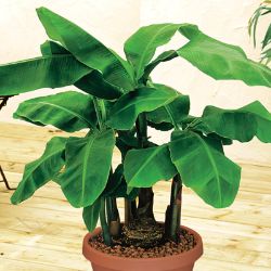 Photo of Dwarf Cavendish Banana Plant