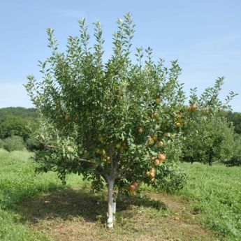 Heirloom Fruit Trees